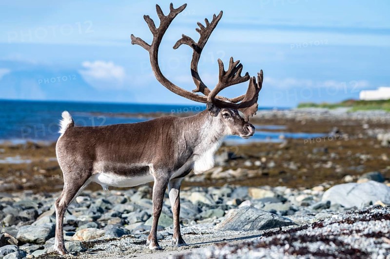 Reindeer