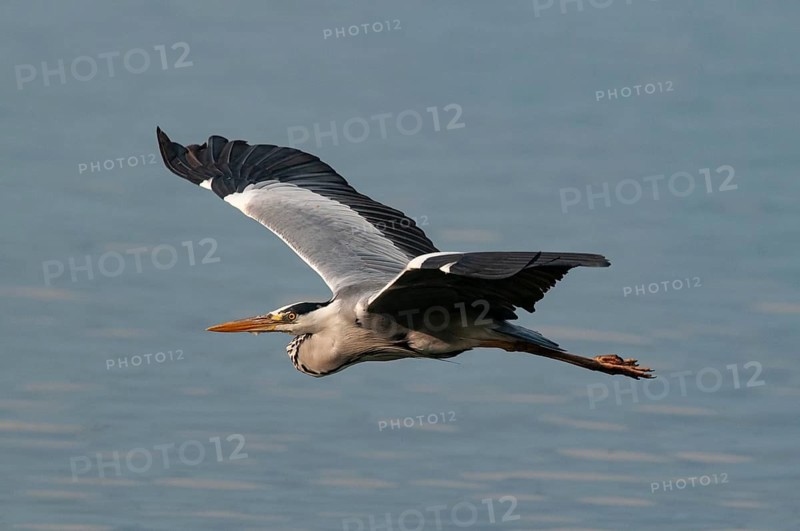 Goliath heron