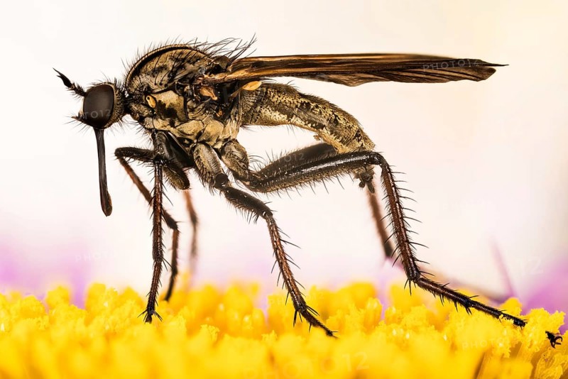 Macro focus stacking portrait of Dance fly
