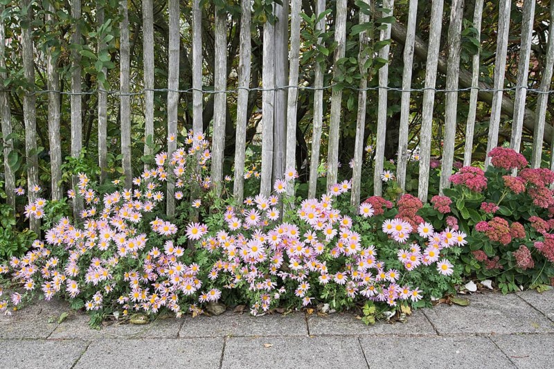 Aster tongolensis