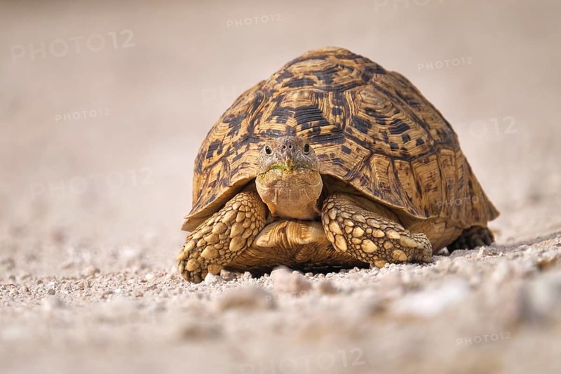Leopard tortoise