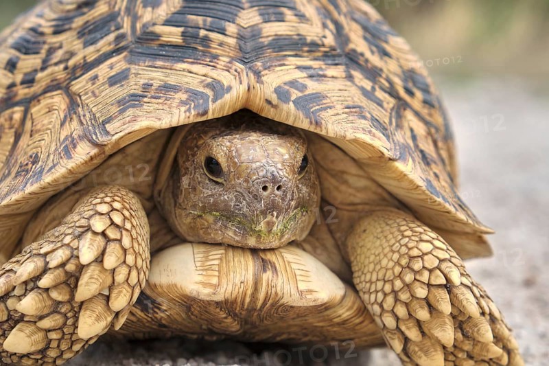 Leopard tortoise