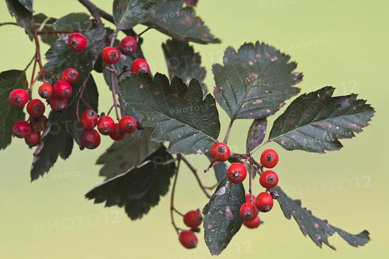 Swedish whitebeam