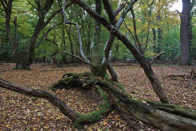 Old European hornbeams