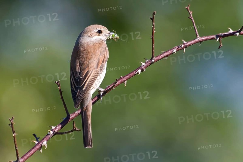 Red-backed shrike