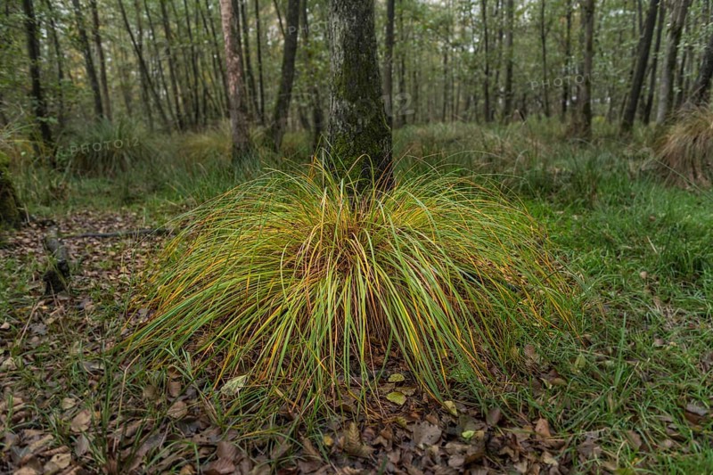 Greater Tussock Sedge