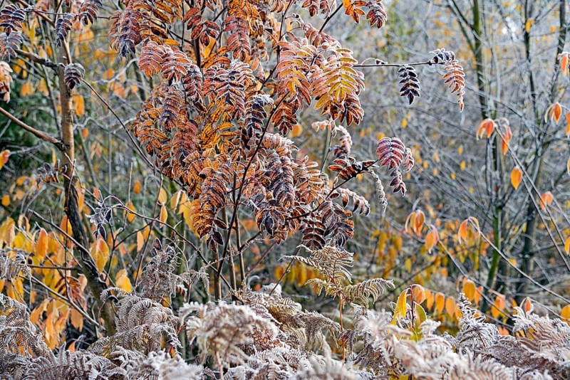 European rowan