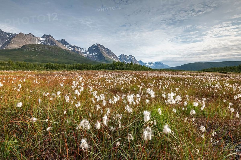Cotton grass in wetlands off Bergen in the Lyngen Alps