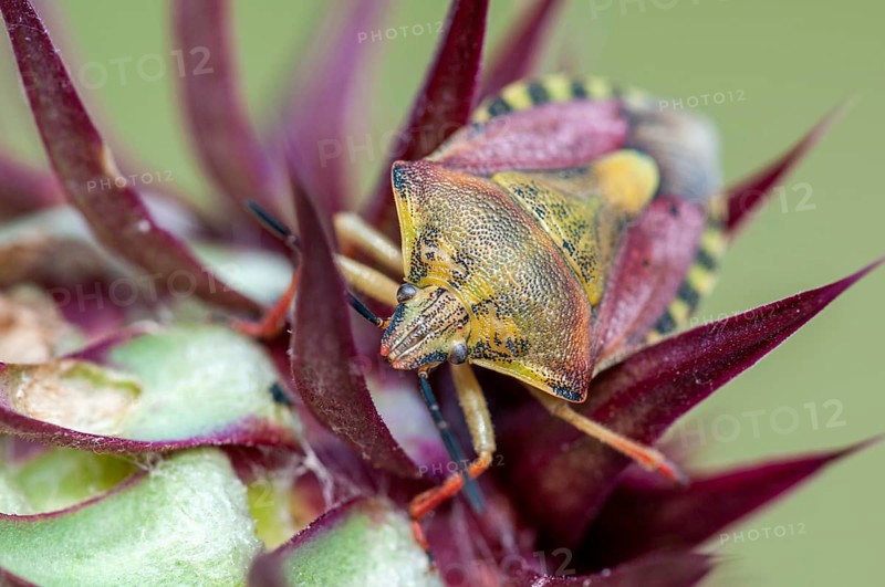 Parent bug