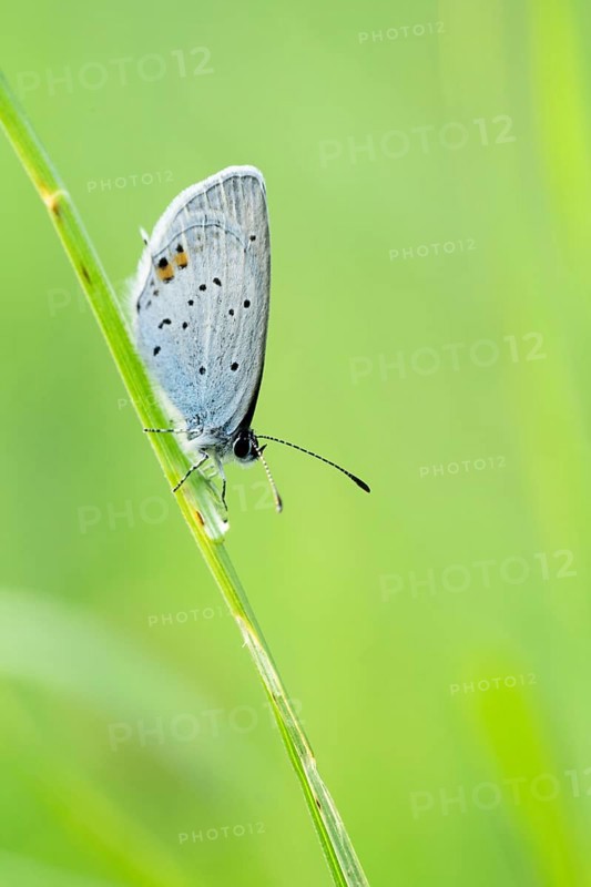 Gossamer winged butterfly