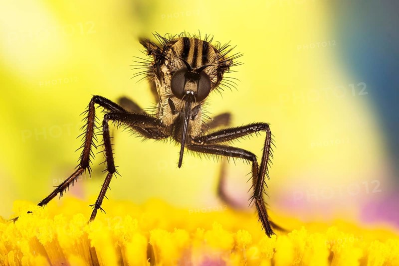 Macro focus stacking portrait of Dance fly