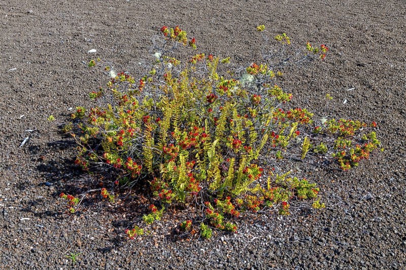 Pioneer plants on the Devastation Trail