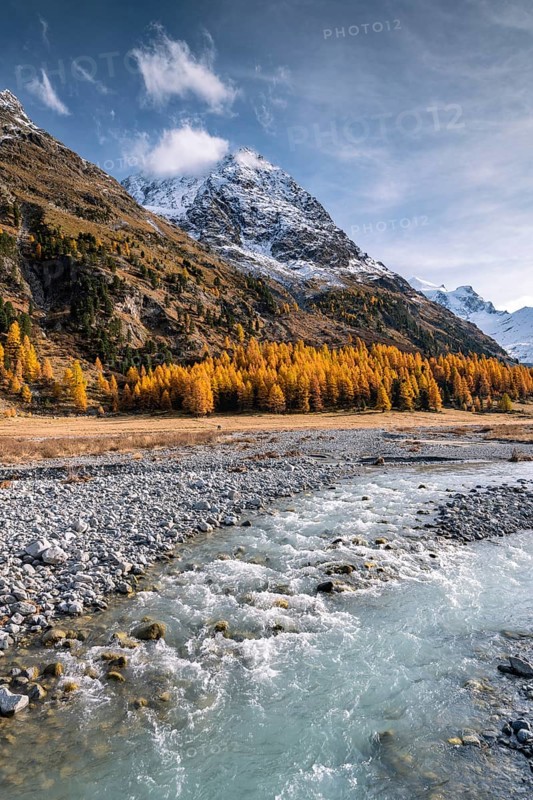 Golden larches
