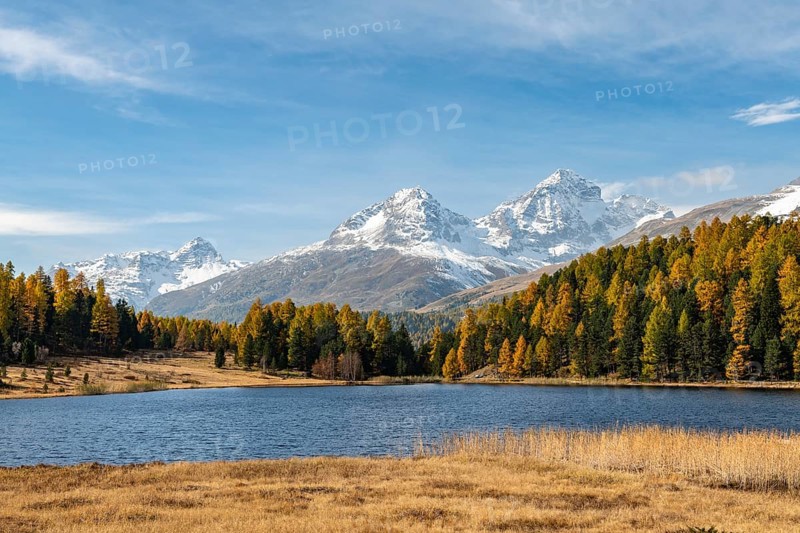 Autumnal larches with snow-covered mountain peaks on Lake Staz