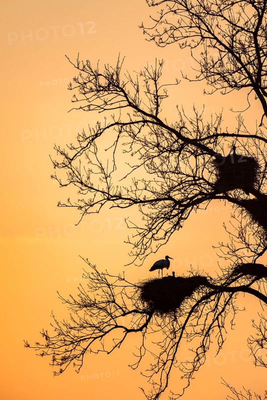 White Stork