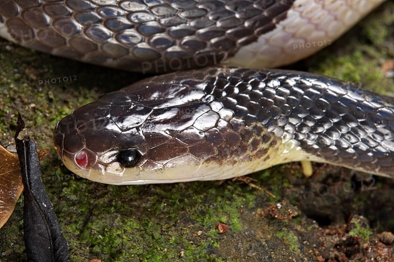 Malayan krait