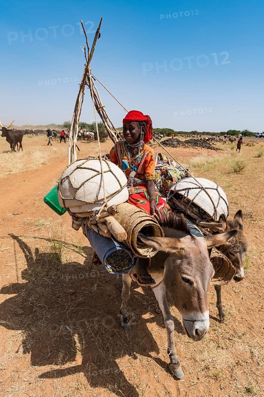 Caravan of Peul nomads with their animals in the Sahel of Niger