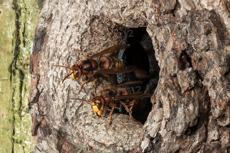 European hornet