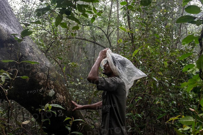 Honey collector waits for his partner at the foot of the tree