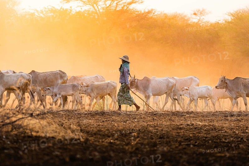 Shepherdess with herd of cattle walking on dry earth with dust during sunset