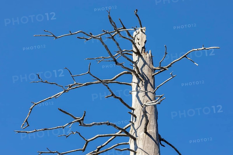 Dead spruces after bark beetle infestation on the mountain Lusen
