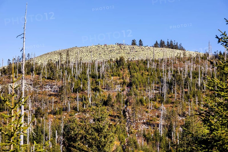 Dead spruces after bark beetle infestation on the mountain Lusen