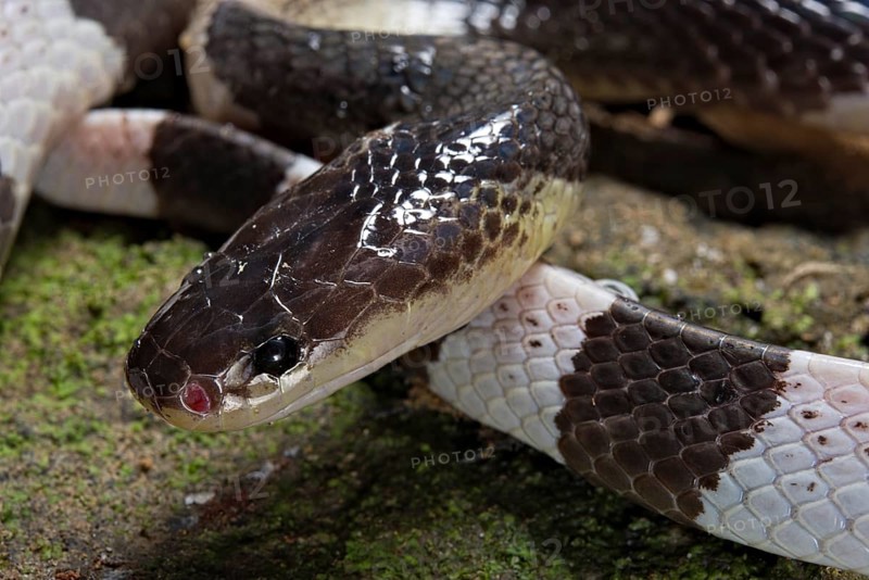 Malayan krait