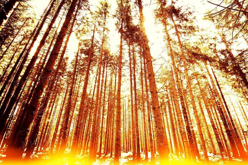 Forest linear