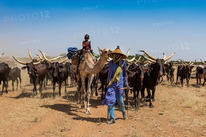 Caravan of Peul nomads with their animals in the Sahel of Niger