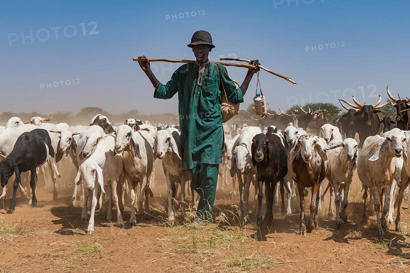 Caravan of Peul nomads with their animals in the Sahel of Niger