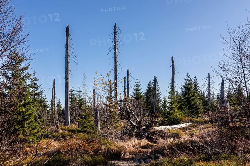 Dead spruces after bark beetle infestation on the mountain Lusen