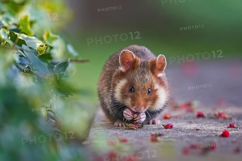European hamster