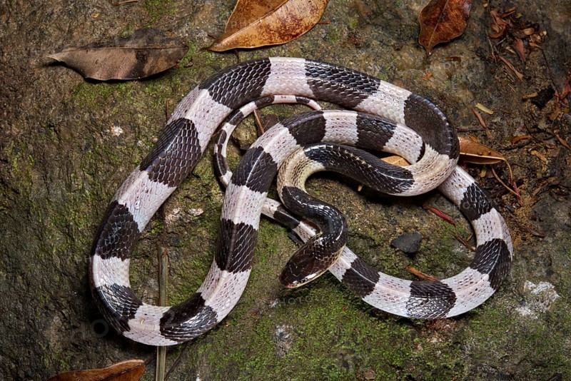Malayan krait