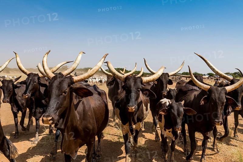 Caravan of Peul nomads with their animals in the Sahel of Niger