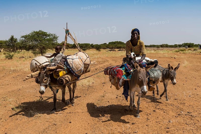 Caravan of Peul nomads with their animals in the Sahel of Niger