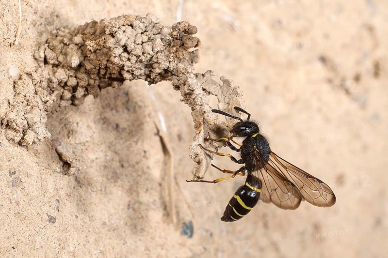 Spiny Mason Wasp