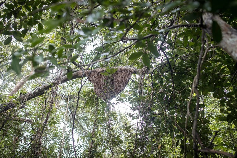 Honeycomb on a tree in the mangrove forest