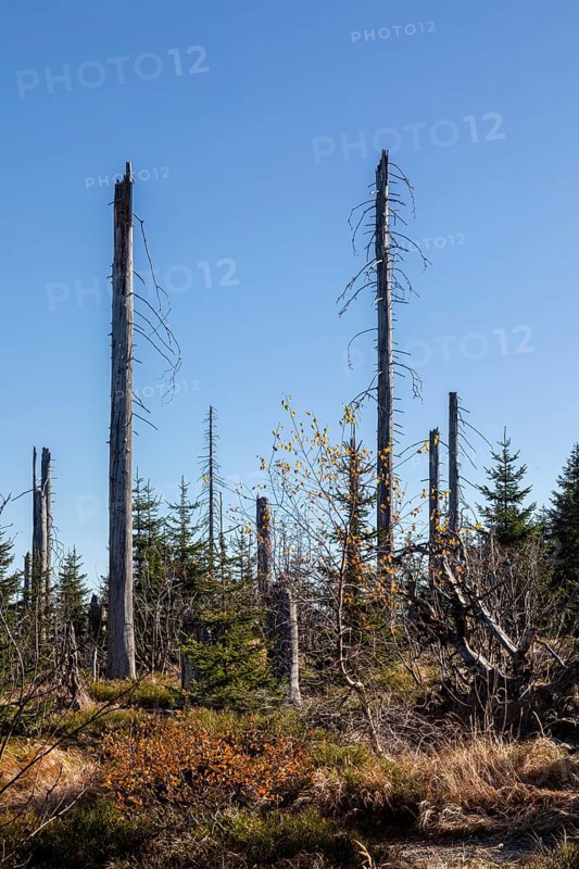 Dead spruces after bark beetle infestation on the mountain Lusen