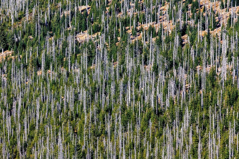 Dead spruces after bark beetle infestation on the mountain Lusen