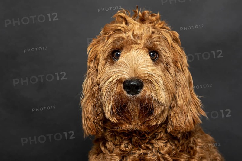 O Labradoodle