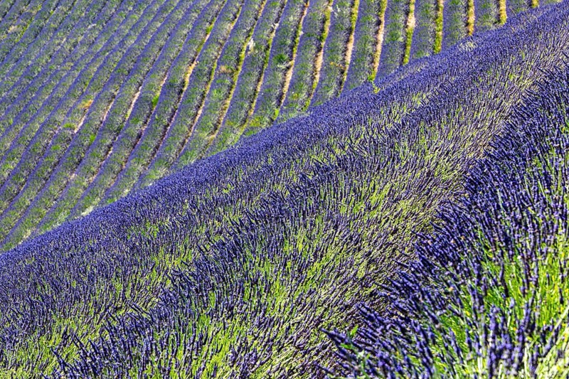 Field of lavender