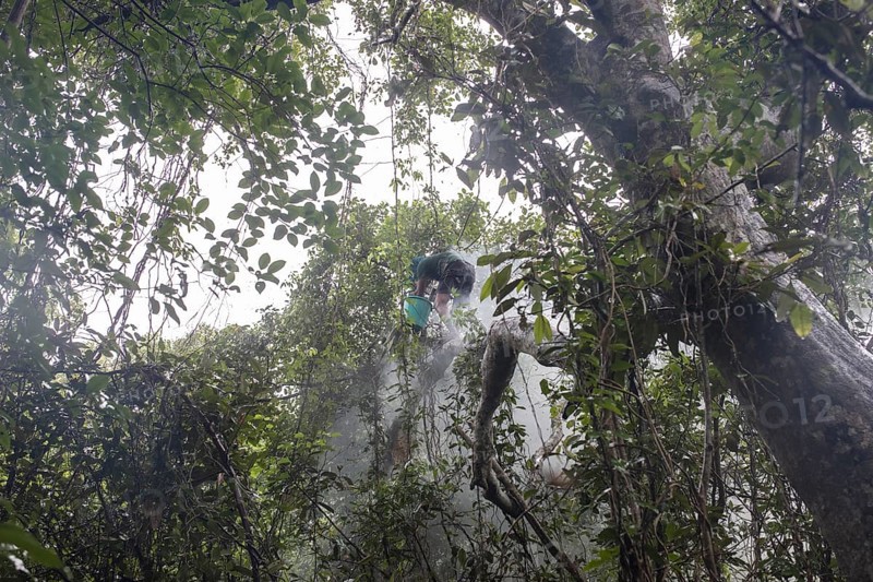 Honey collector climbs a tree in the mangrove forest to get to the combs of wild bees to collect the honey