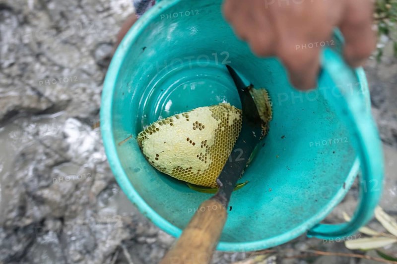 A piece of captured honeycomb from wild bees in a plastic bucket
