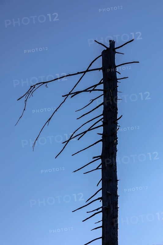 Dead spruces after bark beetle infestation on the mountain Lusen