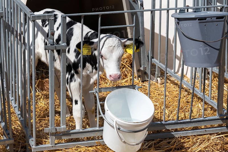 Calf standing at a drinking bucket