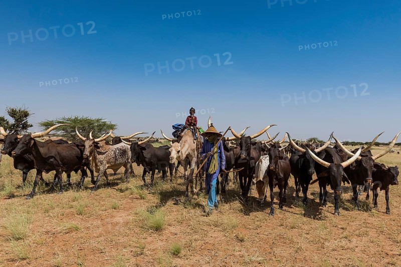 Caravan of Peul nomads with their animals in the Sahel of Niger