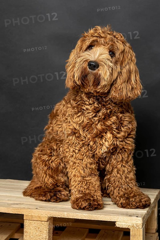 O Labradoodle