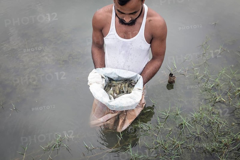 A man looks at harvested shrimps