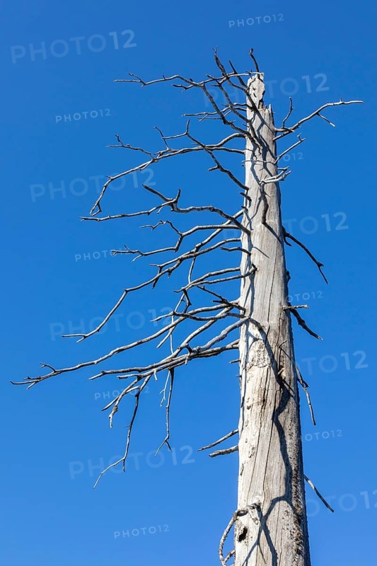 Dead spruces after bark beetle infestation on the mountain Lusen