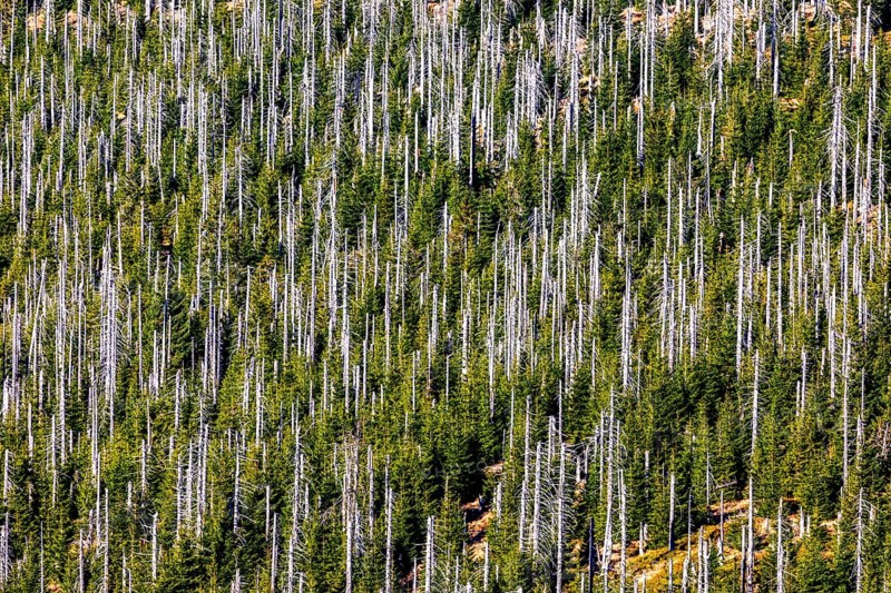 Dead spruces after bark beetle infestation on the mountain Lusen
